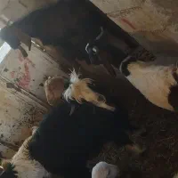 بزقاله سرحال|حیوانات مزرعه|کوهدشت, |دیوار