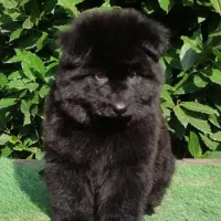 توله ژرمن بلک موبلند . توضیحات کامل خوانده شود