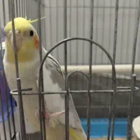 عروس هلندی نر و ماده دستی سخنگو