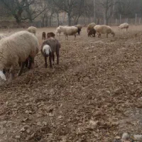 میش موقانی ۱۲|حیوانات مزرعه|بجنورد, |دیوار