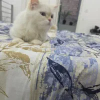 واگذاری گربه پرشین