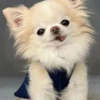 شیواوا جیبی|سگ|شیراز, تاچارا|دیوار