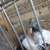 کله دم سبز|پرنده|بروجرد, |دیوار