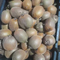 فروش کیوی هاروارد|عمدهفروشی|املش, |دیوار