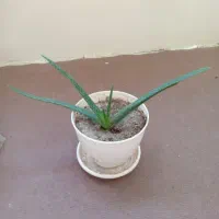 گلدان آلوئه ورا بزرگ گوشتی ودارویی ودرمانی