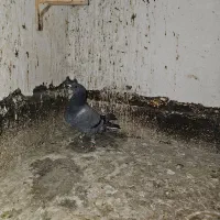 پرنده (کفتر)|پرنده|مشهد, نیزه|دیوار