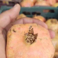 انار همه یجا فروخته میشه...