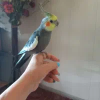 ۲تاعروس هلندی نرسخنگو