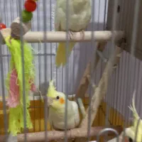 عروس هلندی دوماهه