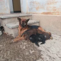 واگذاری سگ ژرمن به همراه دوتوله