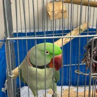 یک جفت شاه طوطی شاه تخم|پرنده|اصفهان, سپاهانشهر|دیوار