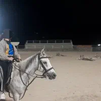 فروش اسب