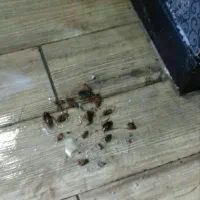 سمپاشی ساس سم پاشی کنه وسوسک وحشرات