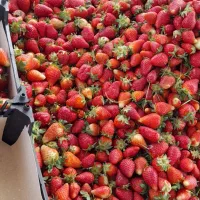 نهال توت فرهنگی  سابرینا|خدمات باغبانی و درختکاری|دلند, |دیوار