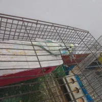 دوجفت مرغ عشق ساده و پشت پروانه ای|پرنده|جیرفت, |دیوار