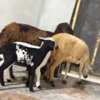 دوراس میش با بره نروماده