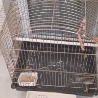 مرغ عشق ماده|پرنده|ری, دولتآباد|دیوار