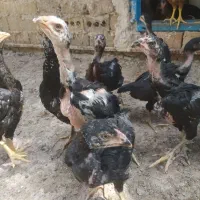 جوجه لاری|پرنده|مشهد, مصطفی خمینی|دیوار