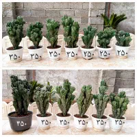 کاکتوس صخره ای