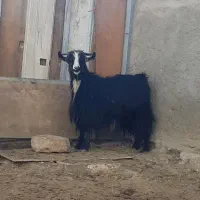 بزغاله و چپش میش بره بز|حیوانات مزرعه|شهرکرد, |دیوار