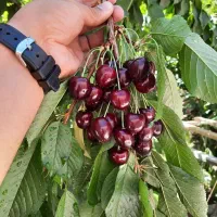 فروش عمده نهال صنوبر یک تا سه ساله