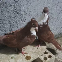 کرباتی سرخ  وسیاه کاکلی هفت رنگ دم سفید