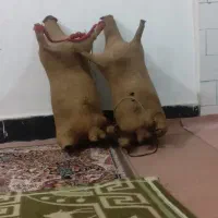 مشک