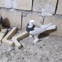 کبوتر طوقی|پرنده|خوانسار, |دیوار