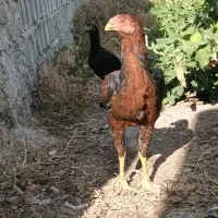 مرغ وخروس لاری اصیل نسل عالی|حیوانات مزرعه|مشگین شهر, |دیوار