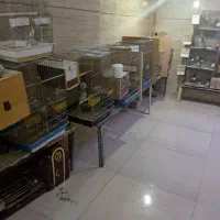 پرنده عروس ملنگو گرینچیک راهب|پرنده|چهاردانگه (تهران), |دیوار