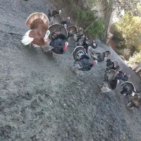 بوقلمون ارگانیک|حیوانات مزرعه|آستارا, |دیوار