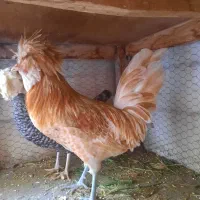 خروس زینتی پولندی