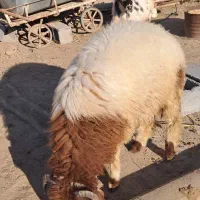 2راس به چا و درجه 1 خروف|حیوانات مزرعه|کرخه, |دیوار