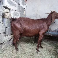 فروش فوری بز مری سه قلوزا. همراه با بزغاله هاش