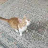 گربه نره بازیگوش