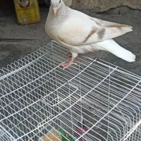 جوجه کبوتر دم سفید