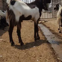 سلام بخته جوان سالم و سرحال