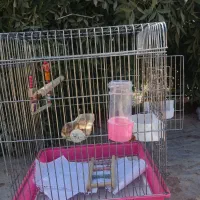 قفس پرنده