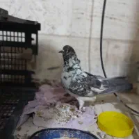 پرنده،کبوتر