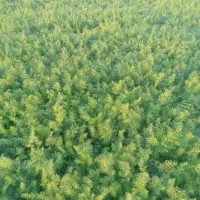 سبزی شوید و گشنیز