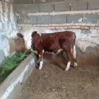 یک عدد گوساله ماده سالم سرحال