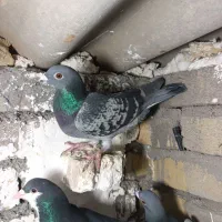 پلاکی|پرنده|بوئین زهرا, |دیوار