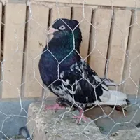 کبوتر|پرنده|شاهین‌شهر, شهرک ردانی پور|دیوار