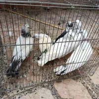 کبوتر|پرنده|رشت, پیرکلاچای|دیوار