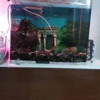 آکواریوم لوکس|ماهی|تهران, آشتیانی|دیوار
