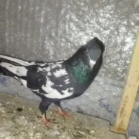 یک جفت کله سرخ|پرنده|مشهد, طرق|دیوار