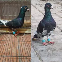 کفتر کبوتر جوجه ابلغ سار زاغ ساده چپ سفید کاکلی|پرنده|مشهد, شیرودی|دیوار