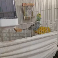 مرغ عشق نر و ماده با قفس ووسایل کامل