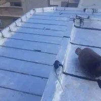 ایزوگام|خدمات پیشه و مهارت|سیرجان, |دیوار