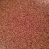 انواع ارقام بذر اصلاح شده گندم و جو دیم و آبی|عمده‌فروشی|کبودرآهنگ, |دیوار